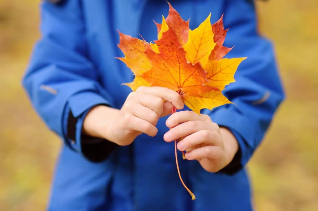 Enfant ramassant des feuilles d'automne