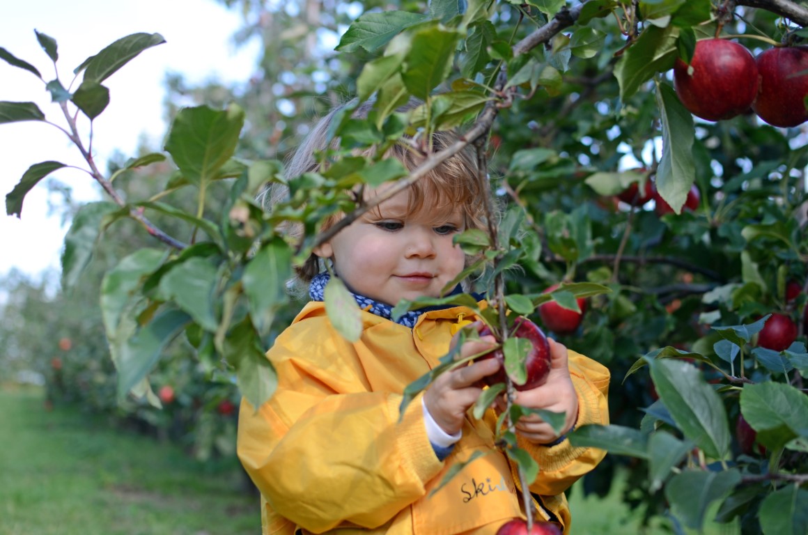 Aller à la cueillette des pommes avec bébé