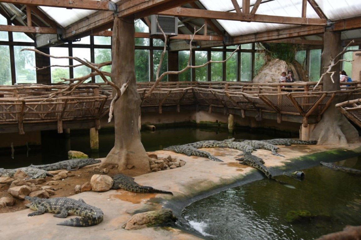 Les pensionnaires d'Alligator Bay