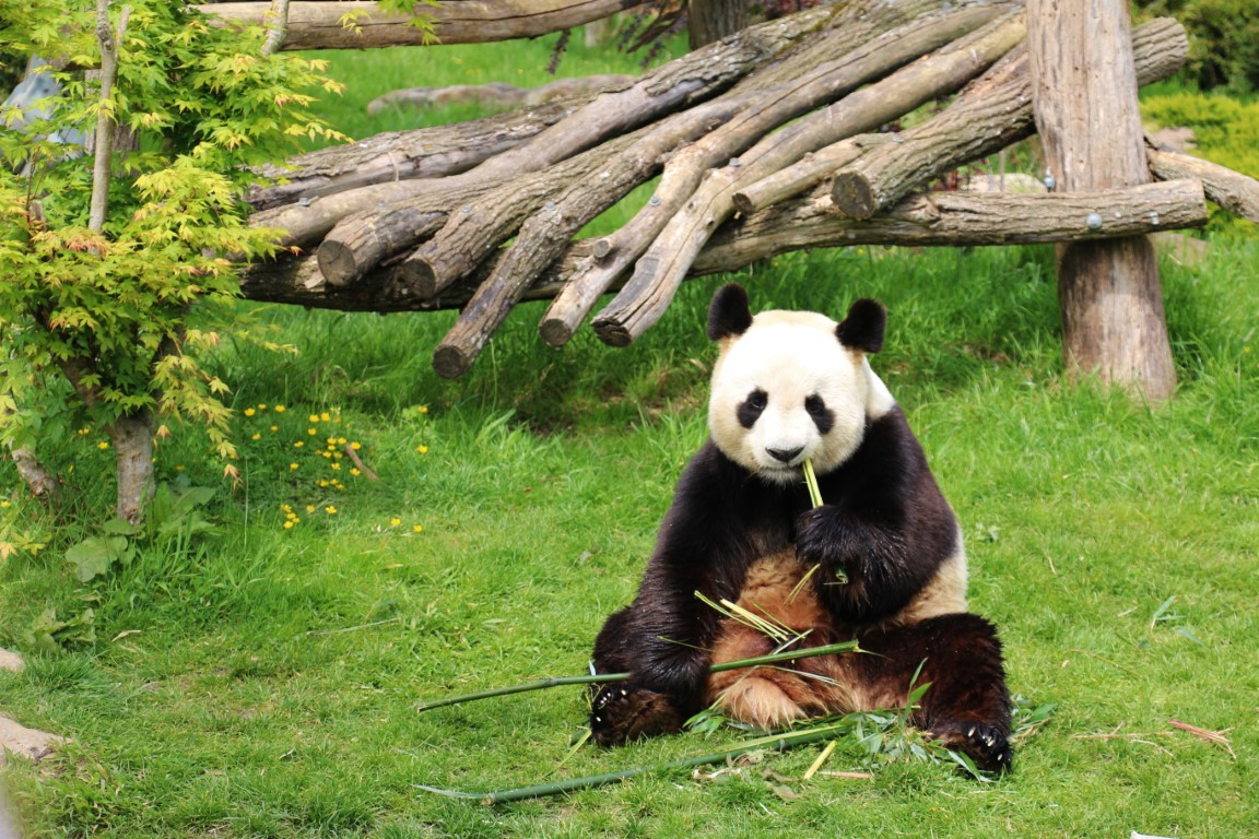 Beauval, l'un des plus célèbres zoos au monde