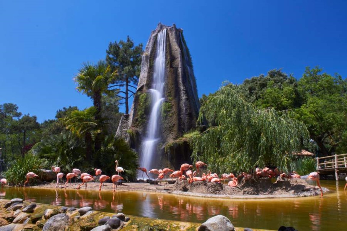 Le rocher aux Flamands rose de La Palmyre