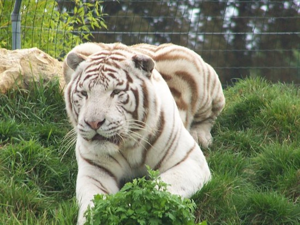 L'un des tigres blancs du Parc des Félins