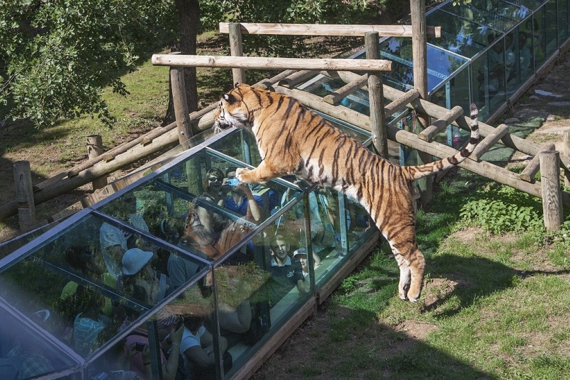 Découvrir les tigres autrement à Peaugres