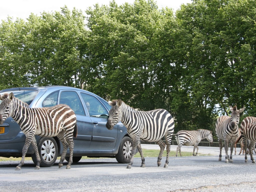 Admirez les animaux de près au Safari de Sigean