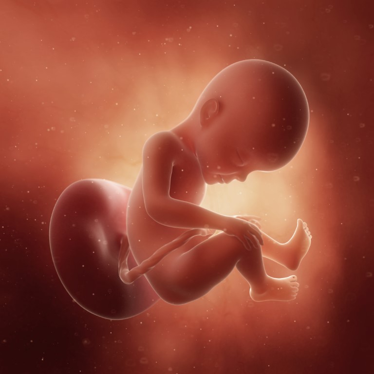Un fœtus dans le ventre maternel
